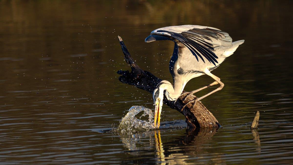 A Grey heron perched on a log, having just caught a fish in a drying waterhole, taking advantage of the easy prey.
