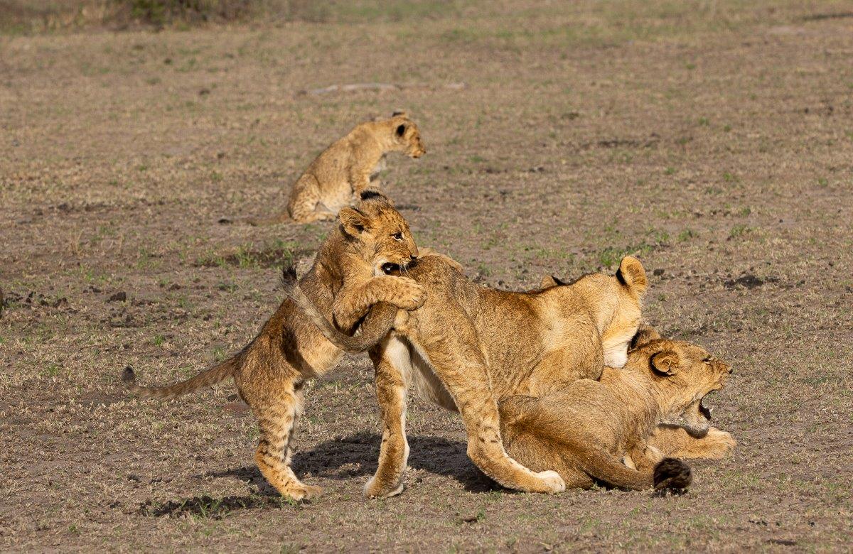 Sabi Sabi Ronald Mutero Msuthlu Pride Cub Sabi Sabi Ronald Mutero Msuthlu Pride Cub