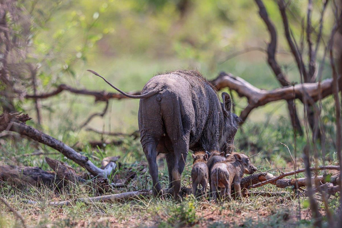 Sabi Sabi Ruan Mey Warthog Litter Sabi Sabi Ruan Mey Warthog Litter