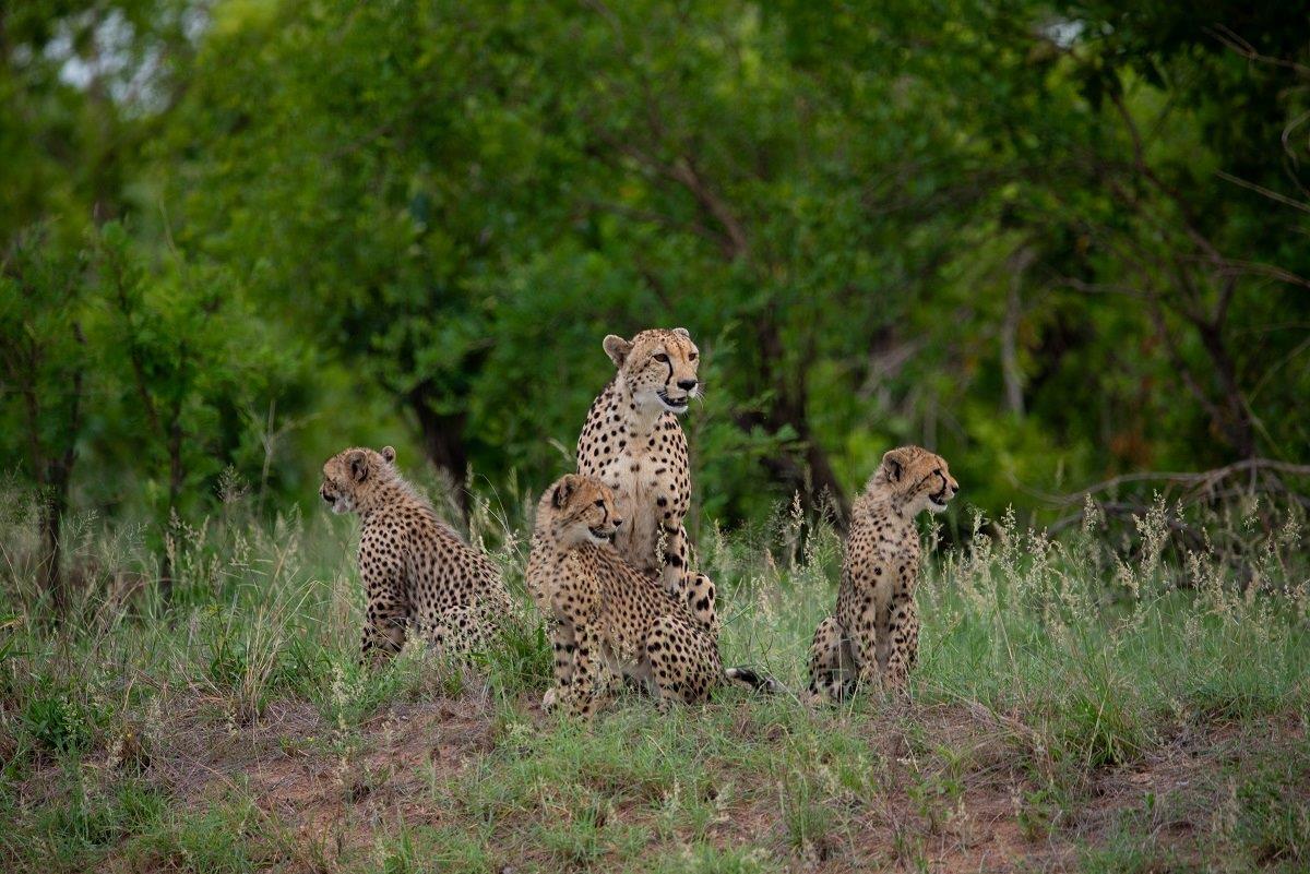 Makatini and her three cubs scan their environment. Makatini and her three cubs scan their environment.