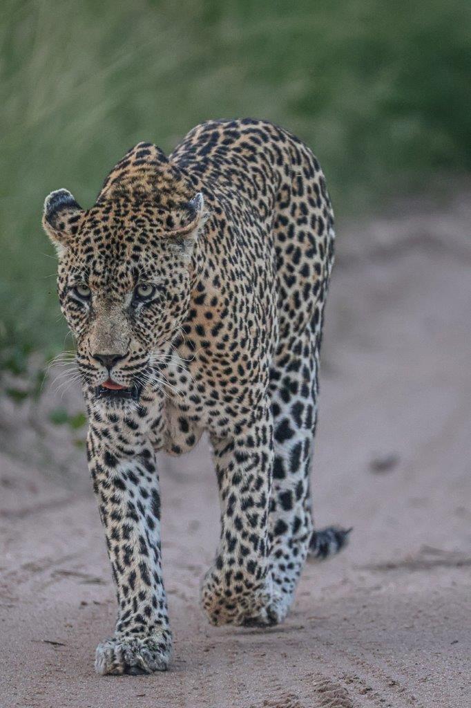 Sabi Sabi Ruan Mey Nweti