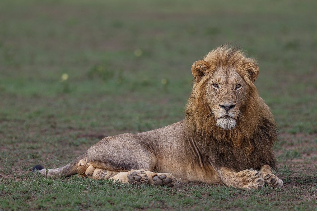 One of the Gijima male lions. One of the Gijima male lions.