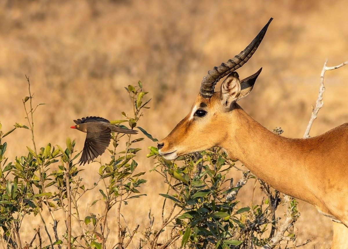 Sabi Sabi Benjamin Loon Impala And Oxpecker Sabi Sabi Benjamin Loon Impala And Oxpecker