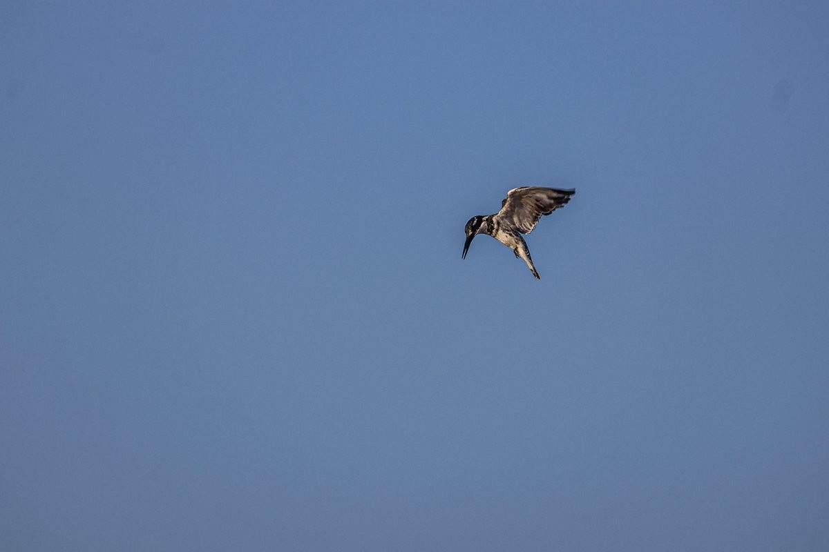Sabi Sabi Ruan Mey Pied Kingfisher Sabi Sabi Ruan Mey Pied Kingfisher
