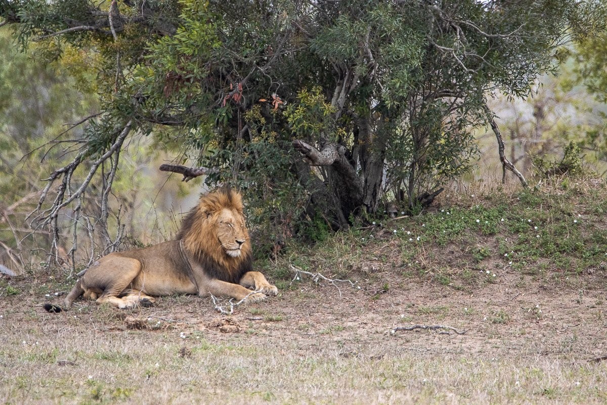 A lion rests under a tree. A lion rests under a tree.