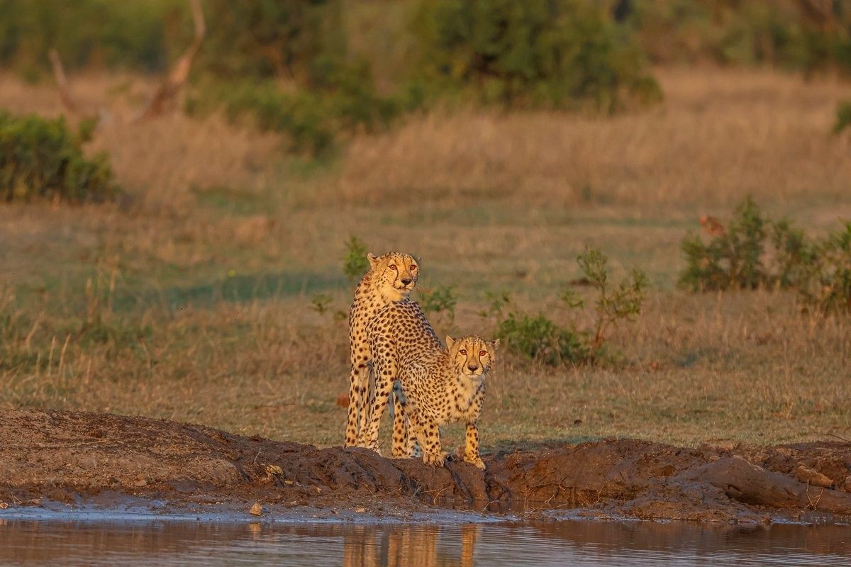 Two cheetahs spotted at a waterhole. Two cheetahs spotted at a waterhole.