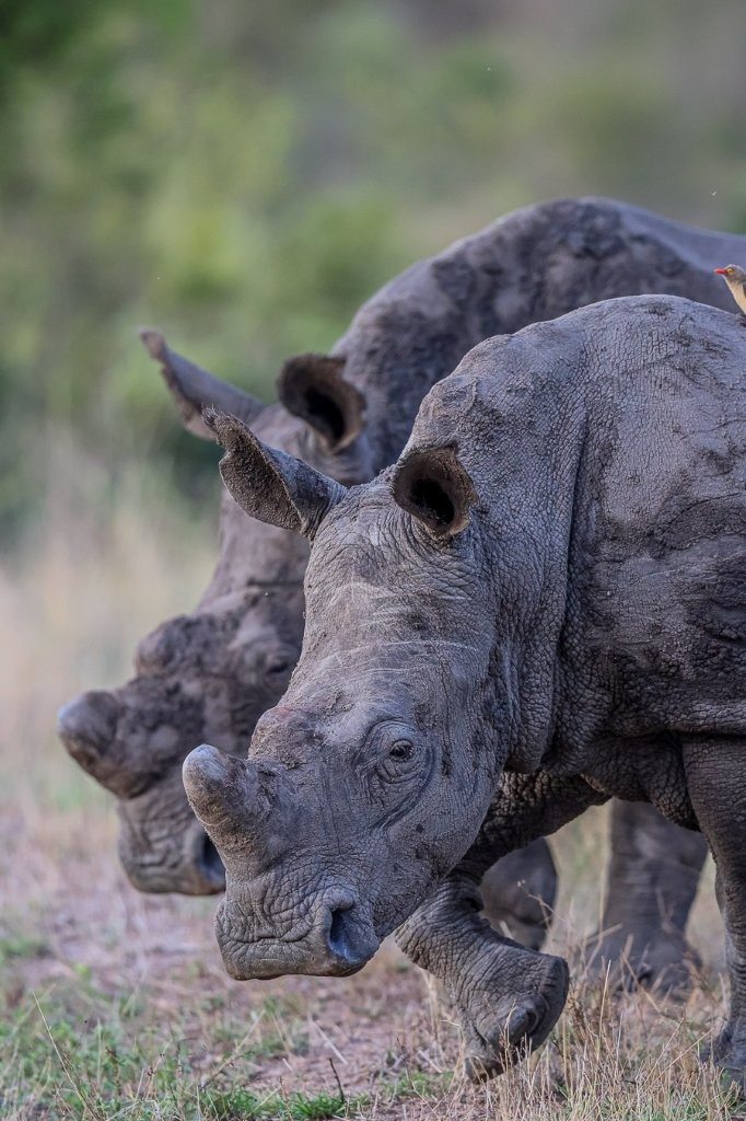Rhinos walking insync