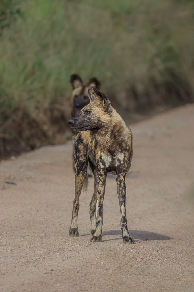 Sabi Sabi Ruan Mey Wild Dog