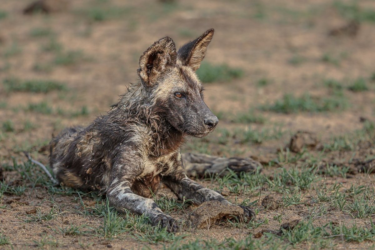 There are a few conservation efforts making a difference that have helped boost wild dog numbers