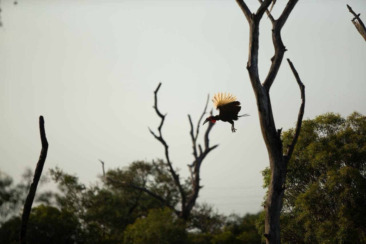 A Southern ground hornbill in flight is an unforgettable sight
