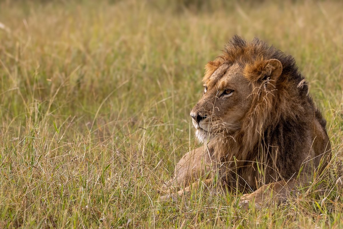 At first, the female showed little interest in the male and rejected his advances several times