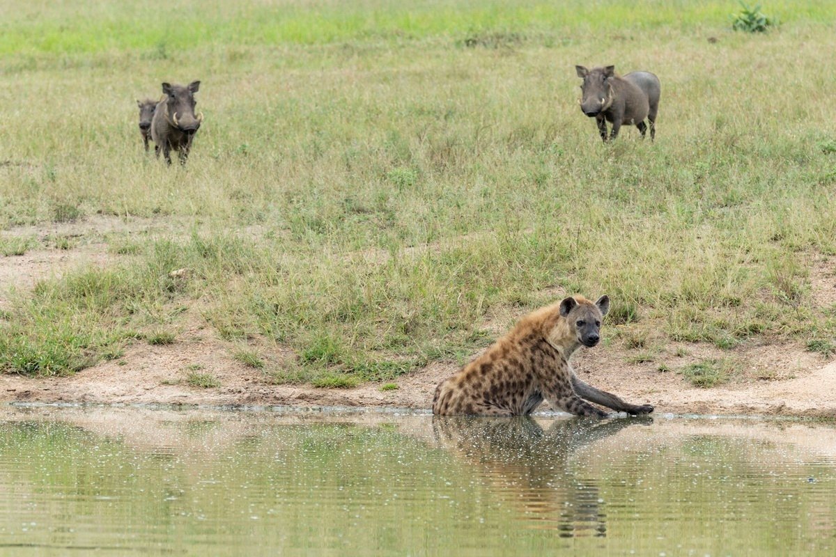 Hyena lying in shallow water at a waterhole to cool down