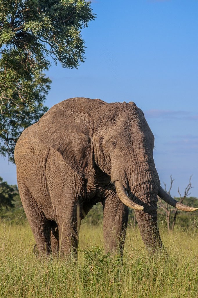 Elephant bull feeds peacefully in an open area using his trunk to gather vegetation.