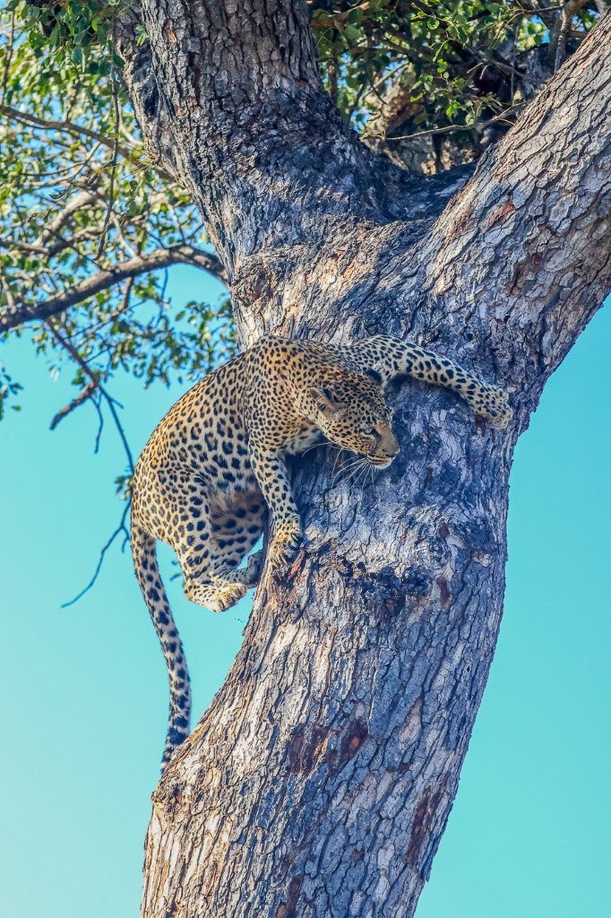 Golonyi scales a tree where she stashed her kill. 