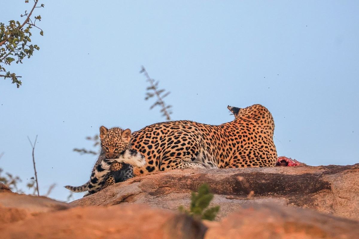 Sabi Sabi Ruan Mey Golonyi Cub Resting Hidden Den