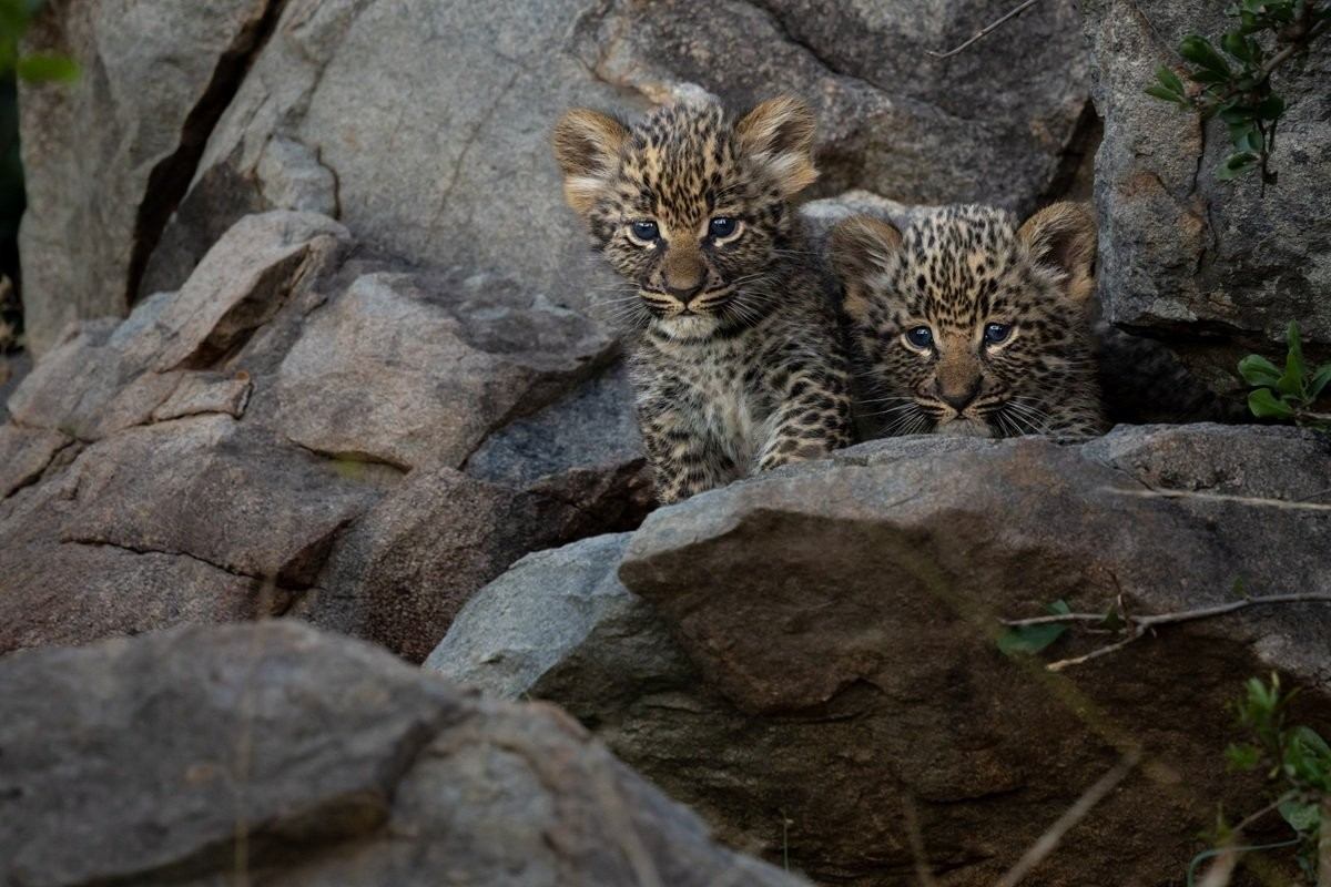 Golonyi’s playful leopard cubs exploring their rocky den under their mother’s watchful eye.