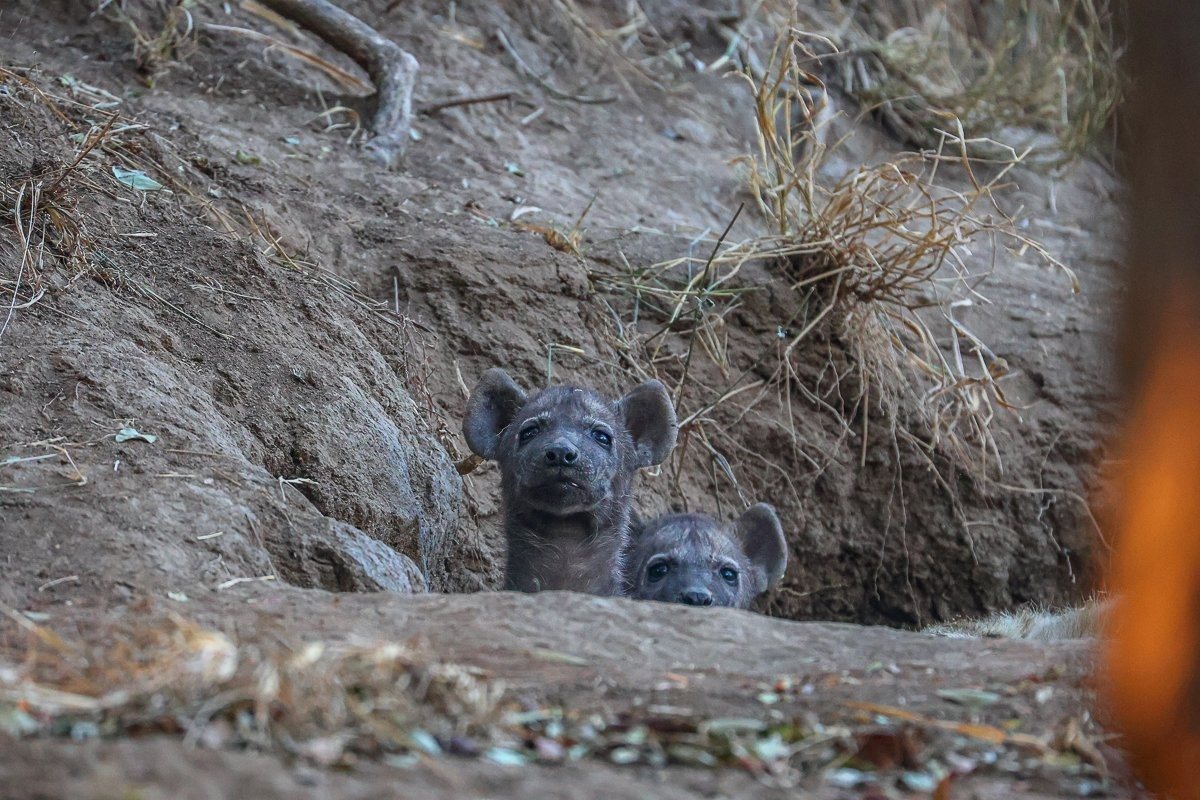 Two young hyena cubs peeking out from their den