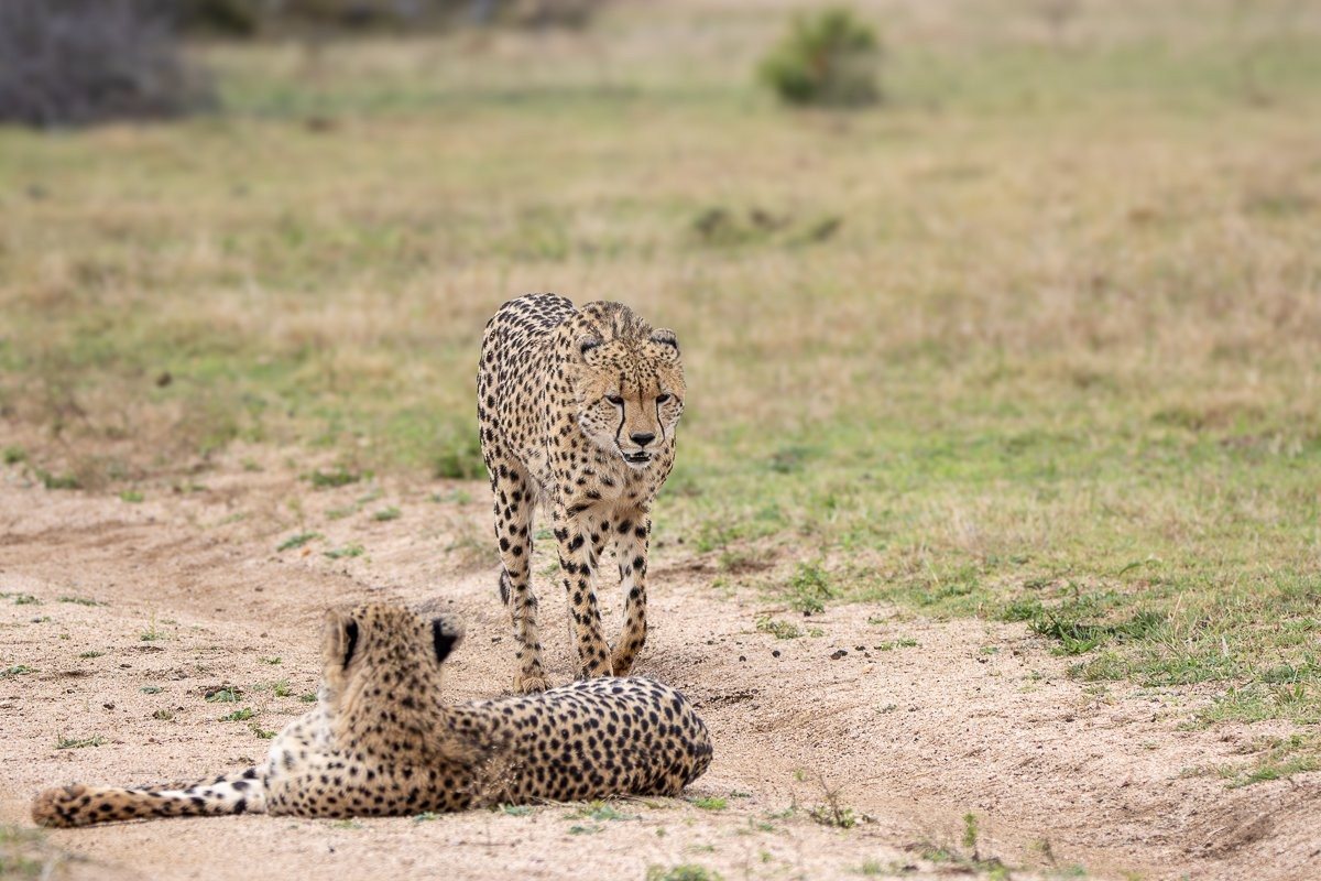 Sabi Sabi Ronald Mutero Cheetahs Scanning Open Plains For Prey