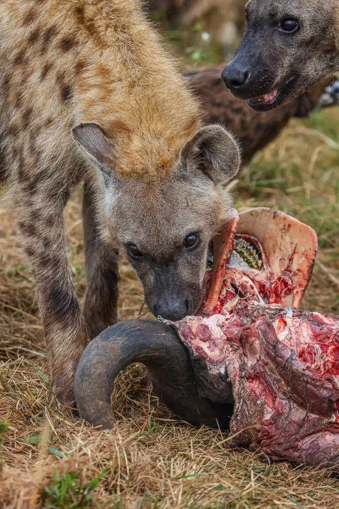 Spotted hyena feeding at a buffalo carcass after the male lions left.