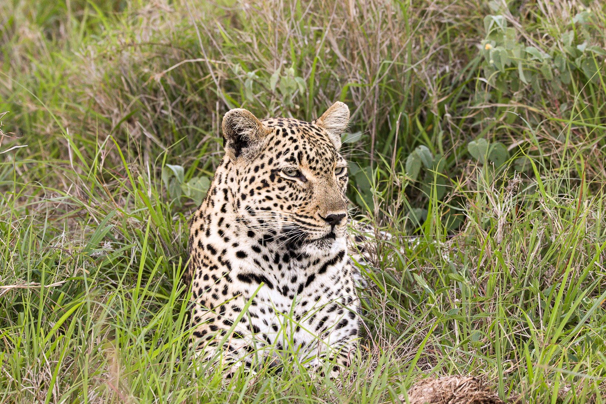 A leopard rests in a docile state, yet aware of its surroundings
