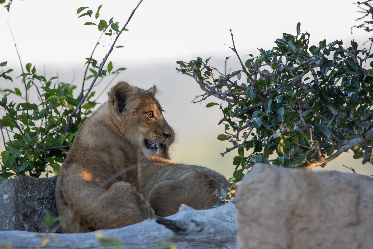 Southern Pride cubs seeking refuge from the scorching sun