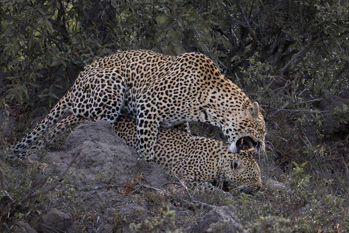 N'weti and Tengile, two resident leopards at Sabi Sabi, in the throws of mating. N'weti and Tengile, two resident leopards at Sabi Sabi, in the throws of mating.