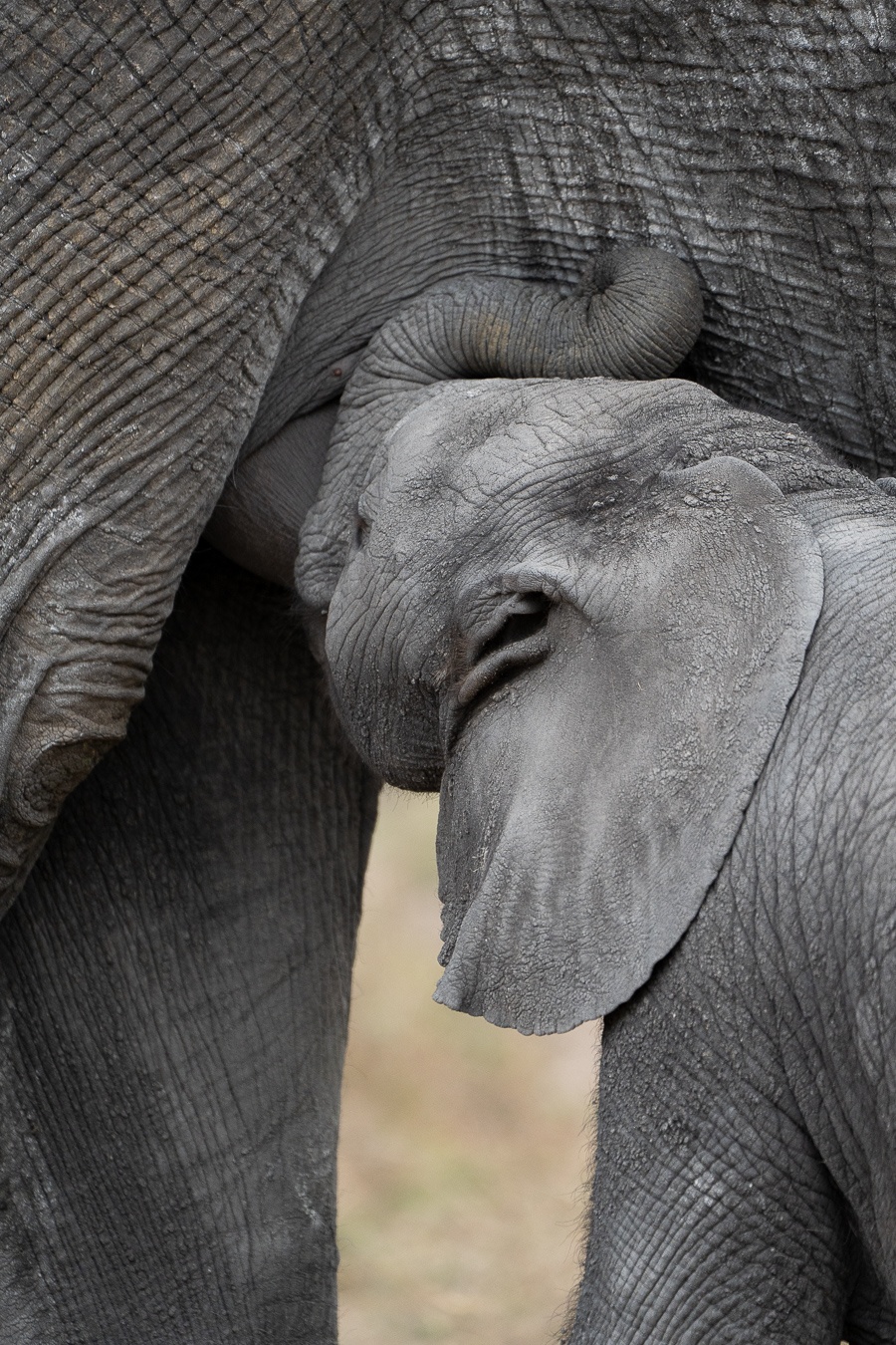 This suckling elephant calf must grow big and strong to fill the 'shoes' of its Matriarch mother. This suckling elephant calf must grow big and strong to fill the 'shoes' of its Matriarch mother.