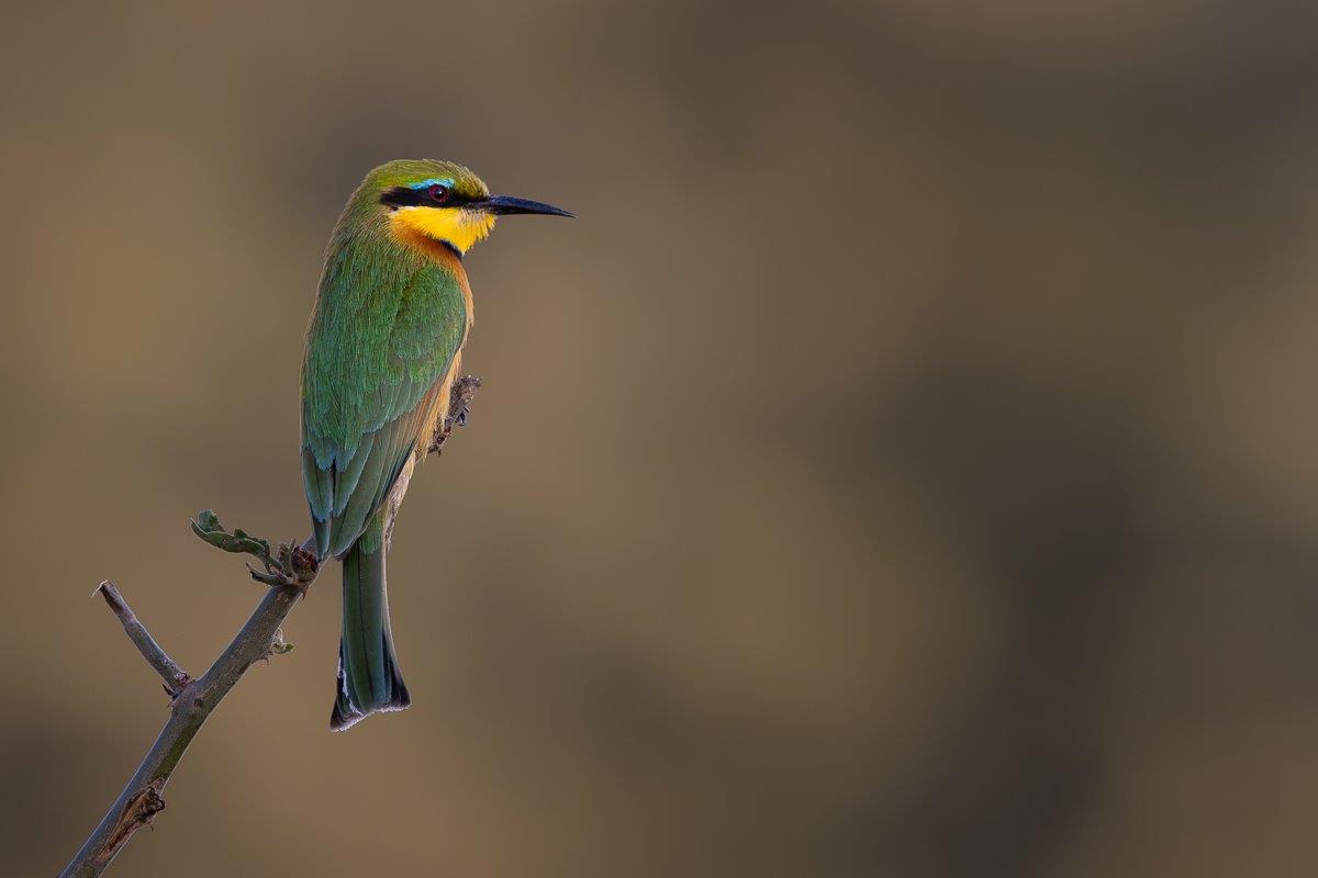 With a diet of bees and other insects, Little Bee-eaters have slender, curved bills. With a diet of bees and other insects, Little Bee-eaters have slender, curved bills.