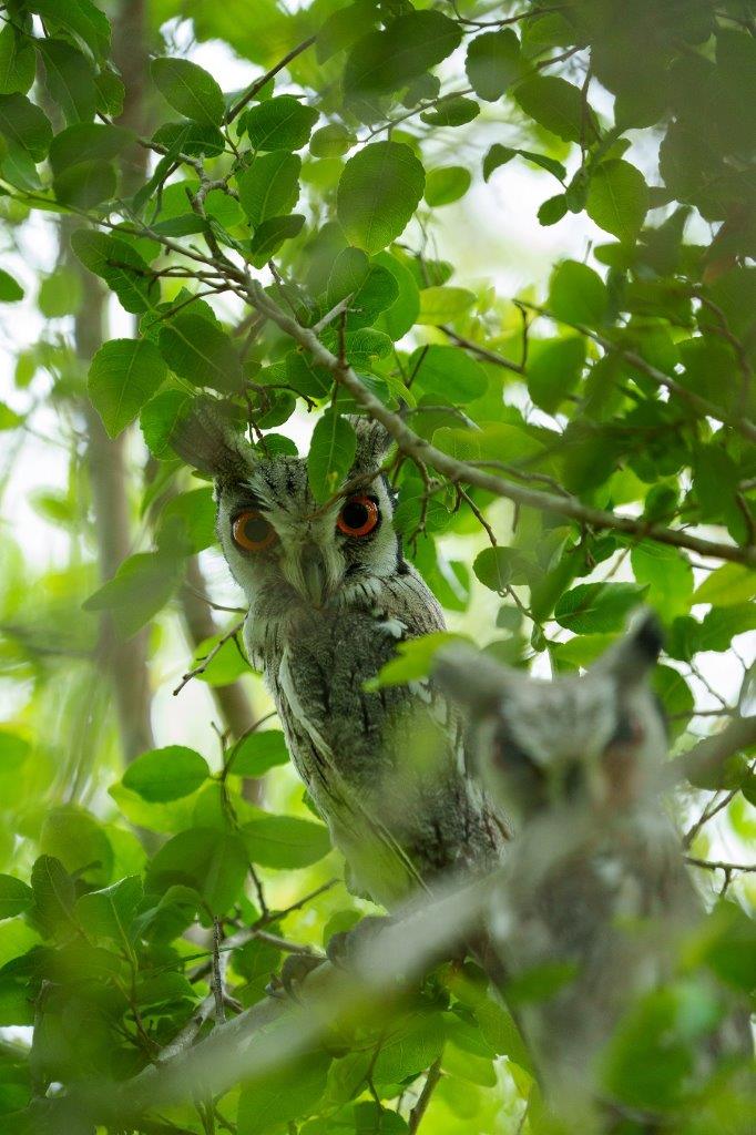 A breeding pair of White-faced Owls.