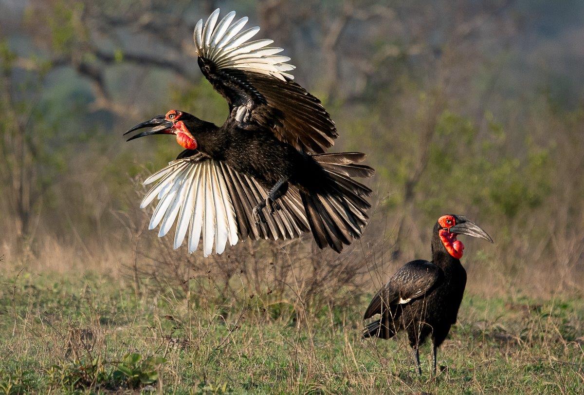 Ground Hornbills are a diurnal species that will feed or forage in pairs or big groups.