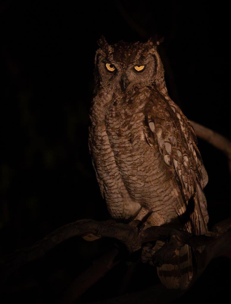 The yellow eyes of a Spotted Eagle Owl reflect in the darkness. The yellow eyes of a Spotted Eagle Owl reflect in the darkness.