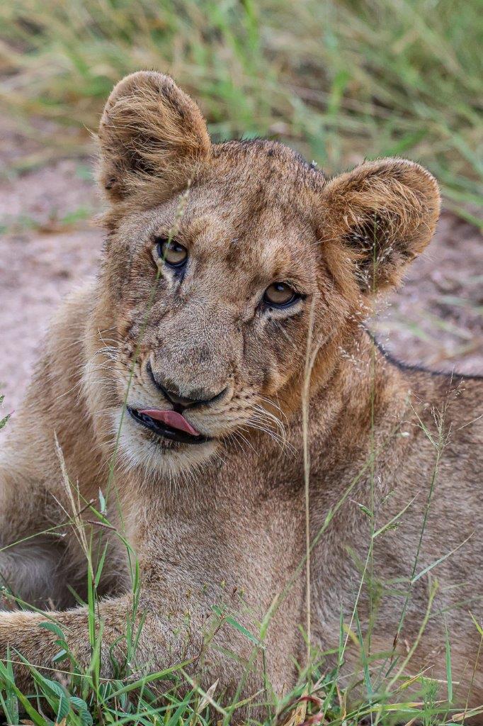 An older cub from the Southern Pride. With new cubs having been heard around the pride, we only hope that it won't be long now before we see them. An older cub from the Southern Pride. With new cubs having been heard around the pride, we only hope that it won't be long now before we see them.