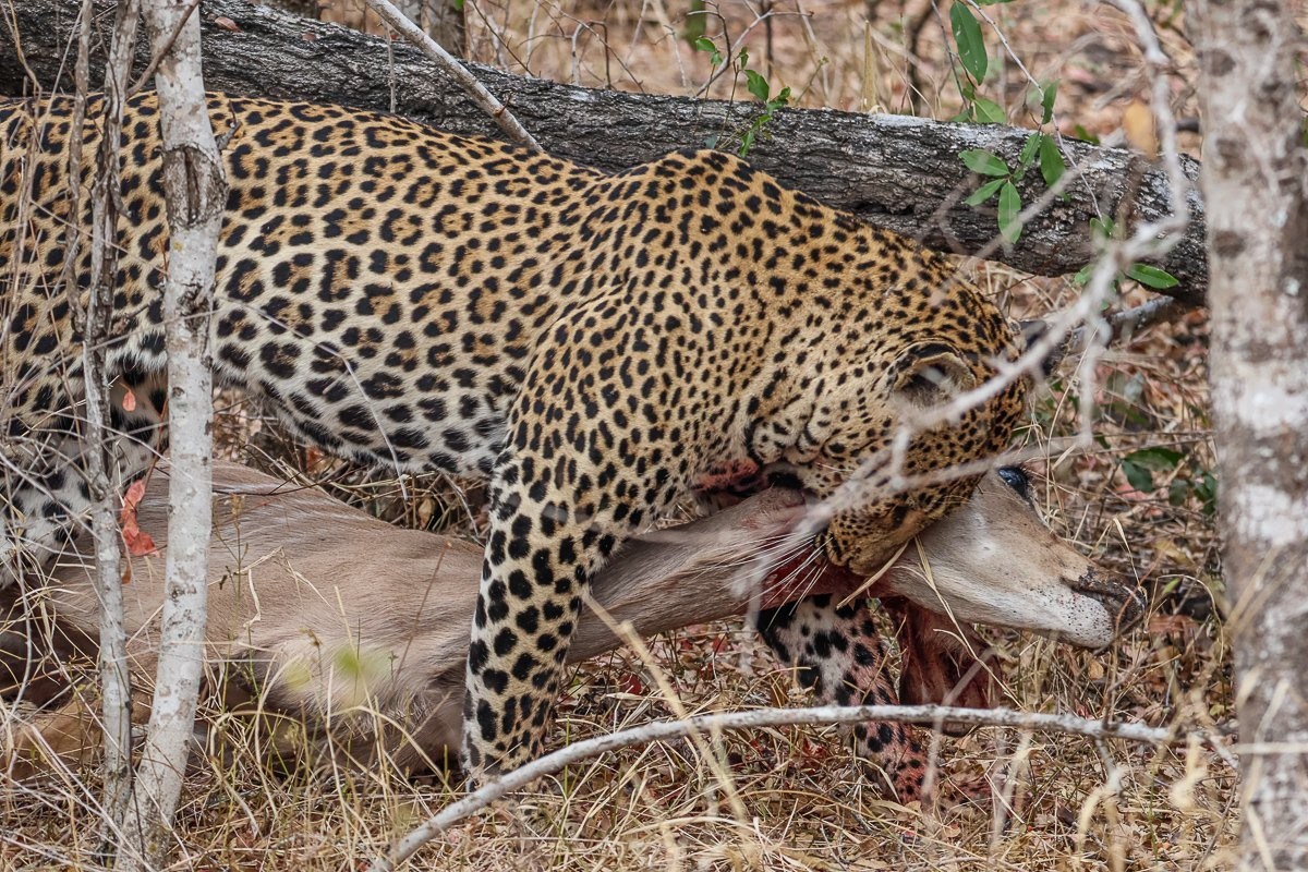 Khulwana drags his kill to a safer place. Khulwana drags his kill to a safer place.