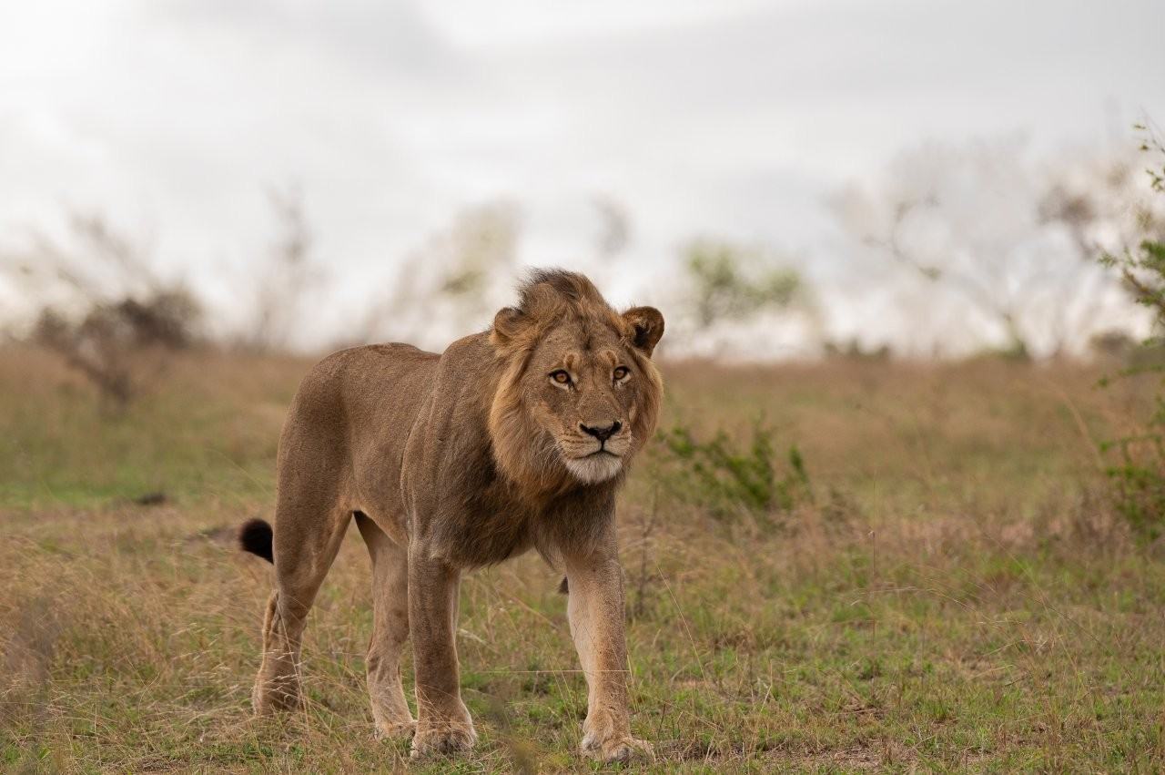 A young male lion has been seen in the area recently. A young male lion has been seen in the area recently.