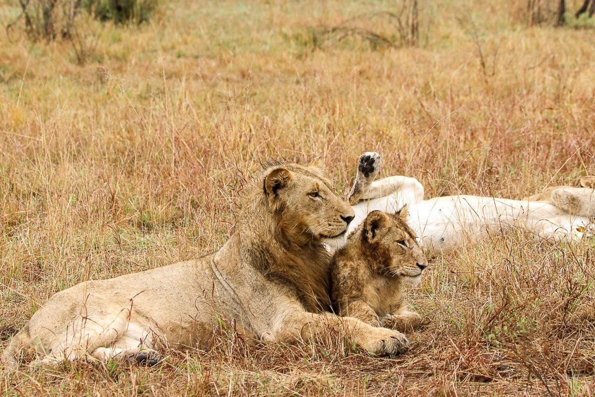Sabi Sabi Jana Du Plessis Msuthlu Sabi Sabi Jana Du Plessis Msuthlu