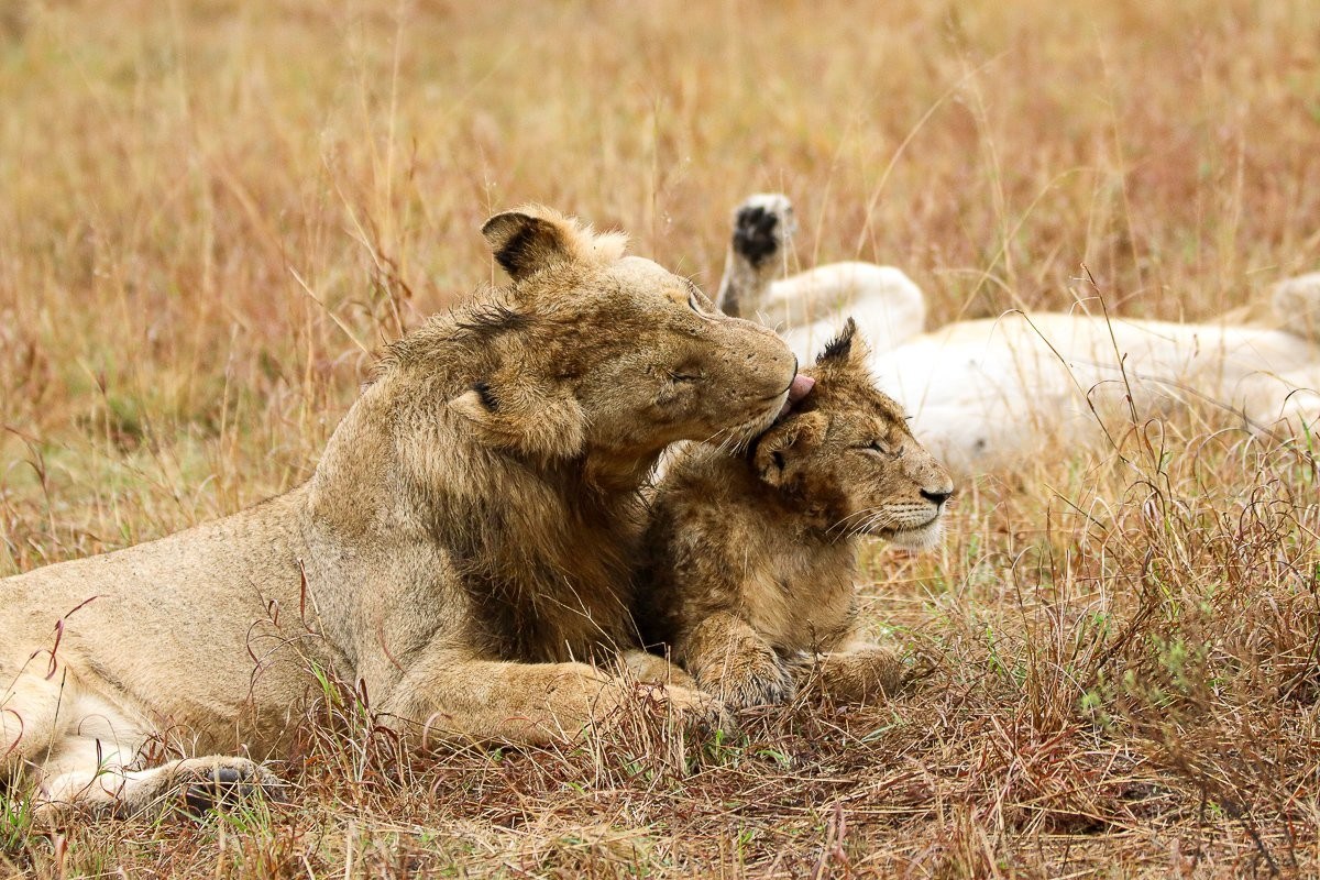 Sabi Sabi Jana Du Plessis Msuthlu Lions Sabi Sabi Jana Du Plessis Msuthlu Lions