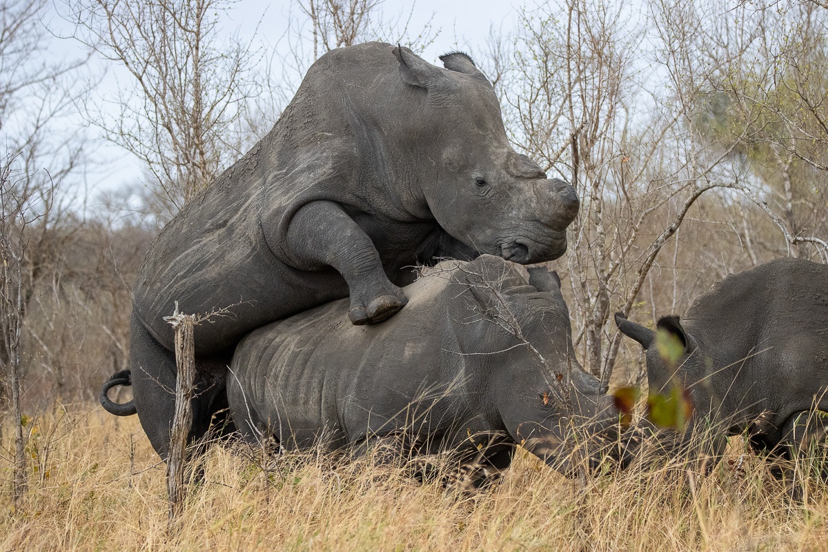 You never know what to expect on safari.  You never know what to expect on safari.