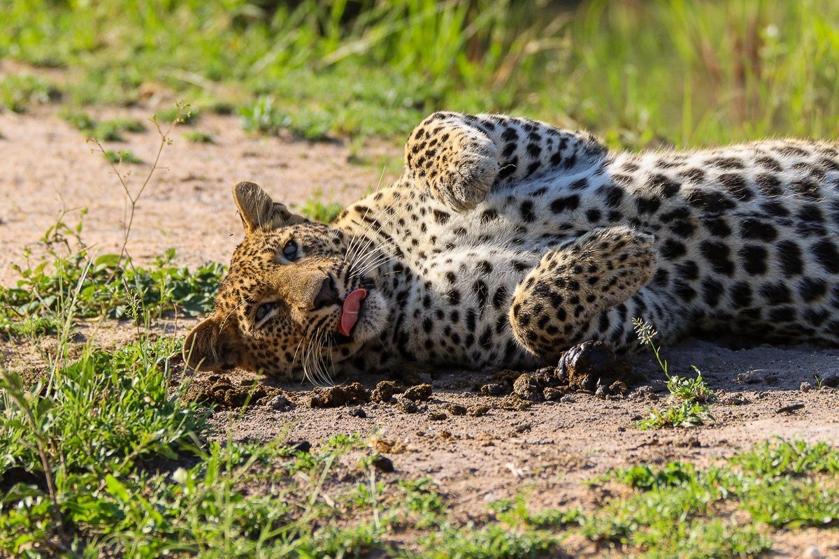 Sabi Sabi Jana Du Plessis Khurula Female Leopard