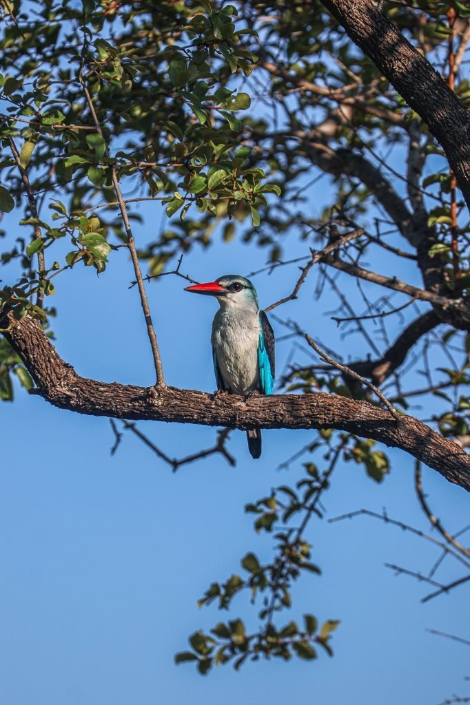 Sabi Sabi Ruan Mey Kingfisher
