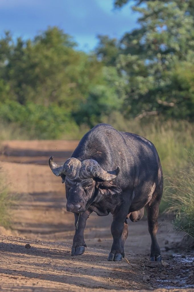 Sabi Sabi Ruan Mey Large Buffalo Behind Herd