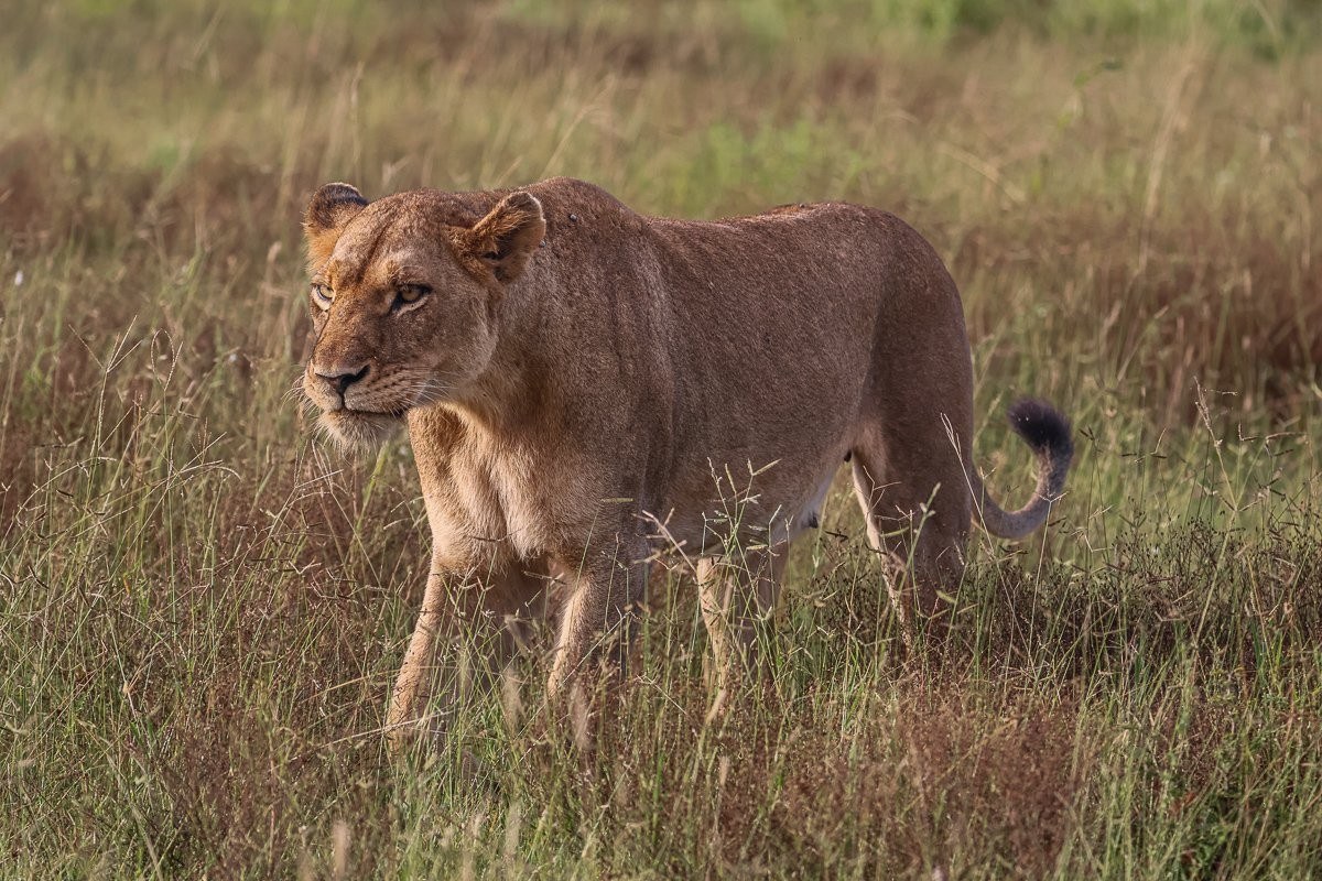 Sabi Sabi Ruan Mey Lionness Had Unsuccessful Hunt