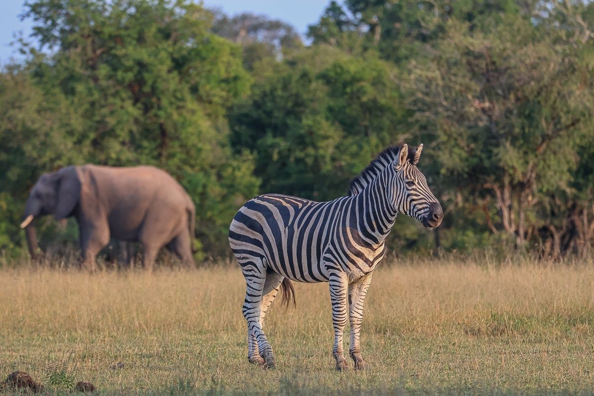 Zebra stallion standing on open plains with elephants in background.