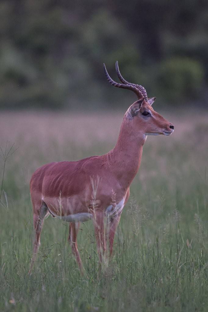 Rival impala rams posturing during territorial dispute.