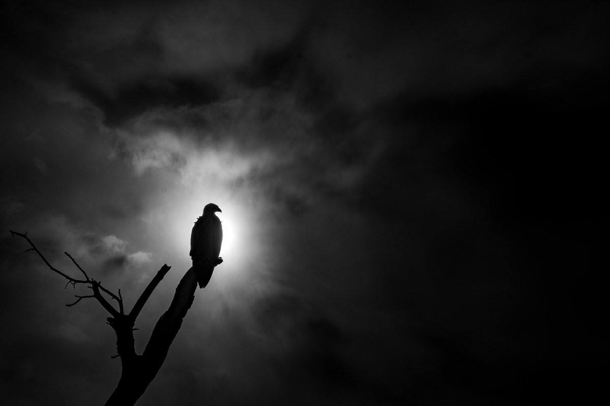 Tawny eagle perched high above the bush in black and white portrait.