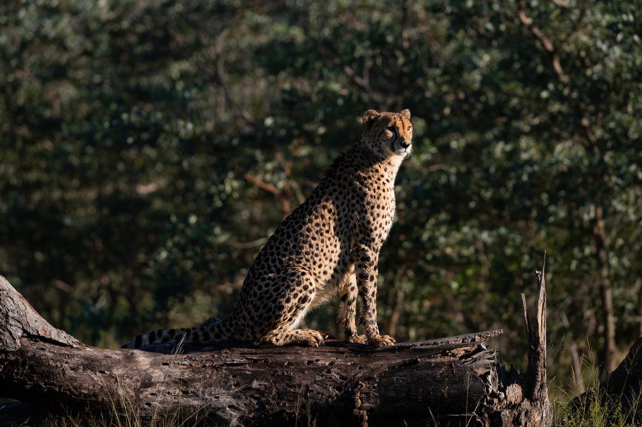 Cheetah sitting on a log during morning safari.