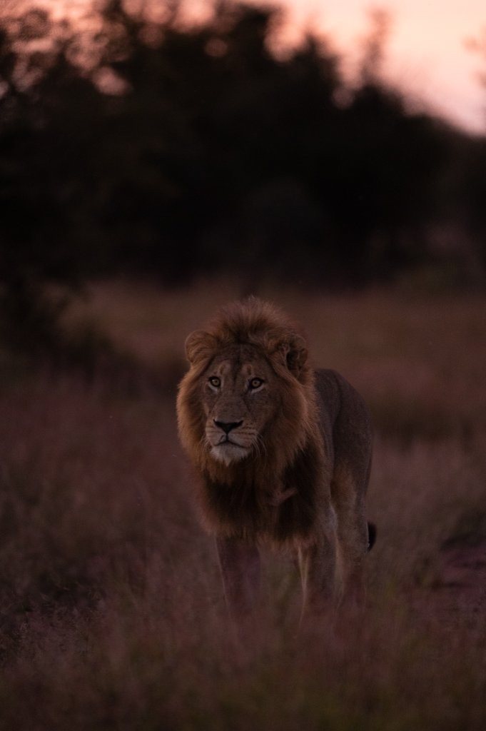 Sabi Sabi Viviane Ladner Lion Walking At Dusk
