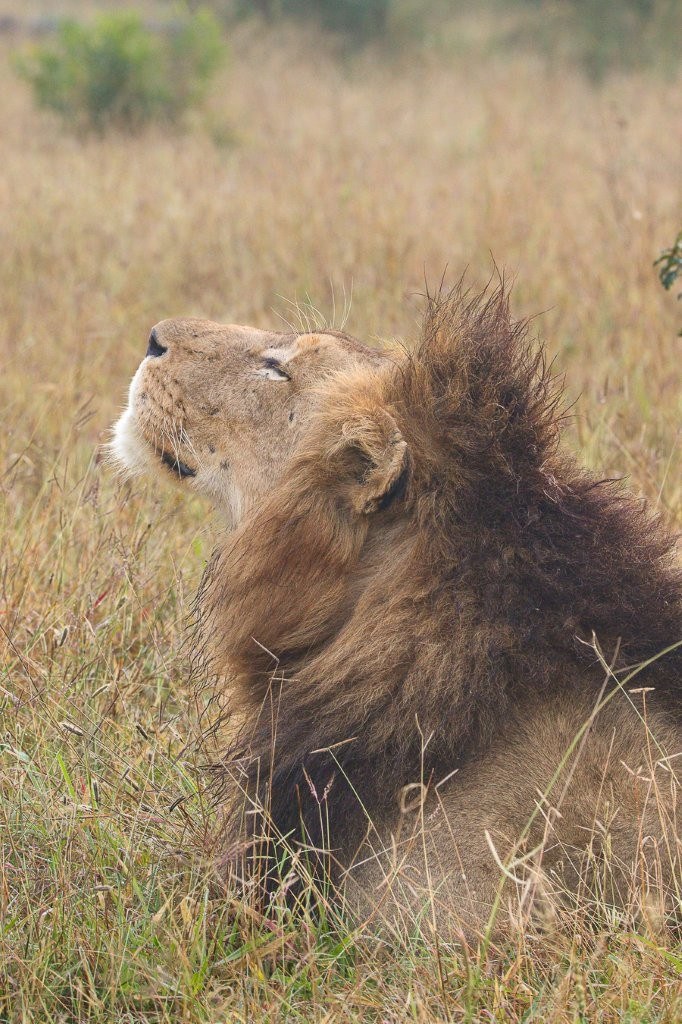 Male lion basking in the winter sunshine while digesting a recent meal.