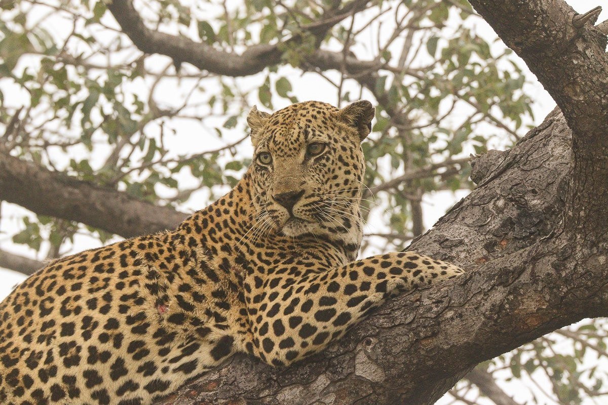 Mawelawela male leopard resting in a tree while lions remain nearby below.