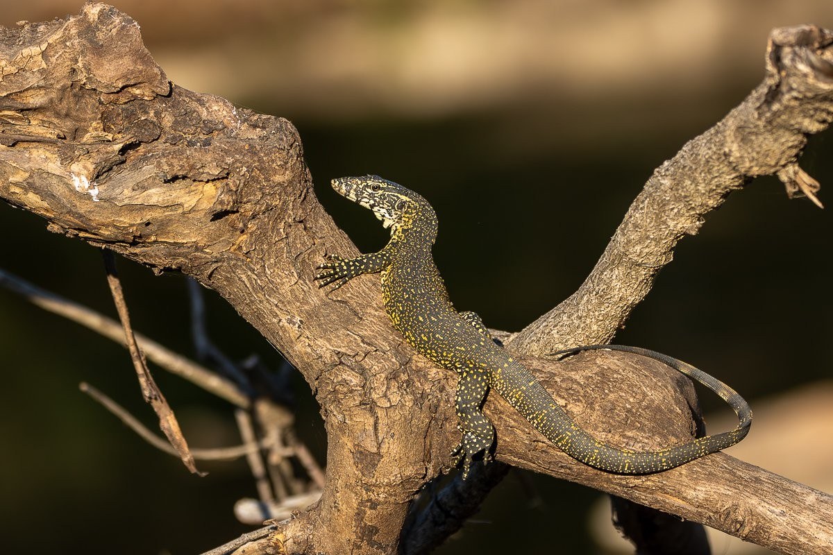 Water monitor lizard basking in the morning sunlight during a safari in the African bush.