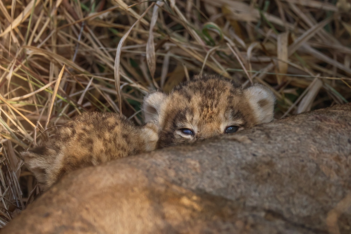 Young Msuthlu cub observing their surroundings from the bush
